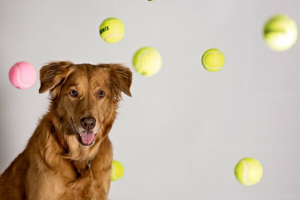 Roter Hund mit Tennisbällen
