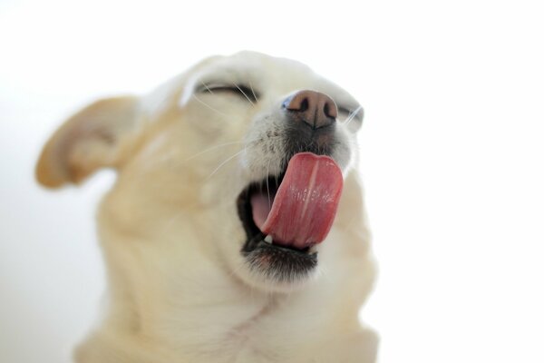 Posa spettacolare di Chihuahua in un momento di sbadiglio