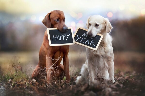 Cani con piatti di Felice Anno nuovo tra i denti