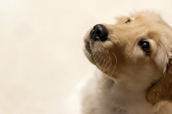 The true look of a beige dog