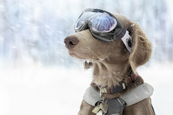 Perro de negocios con gafas de esquí