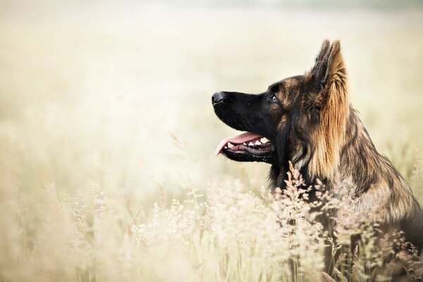 Cane nel campo guardando il cielo