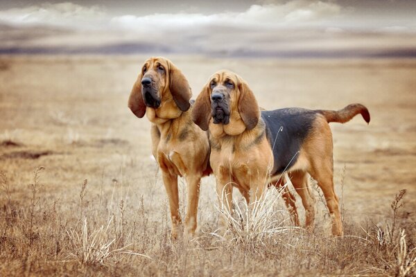 Dogs in the wasteland, beautiful dogs