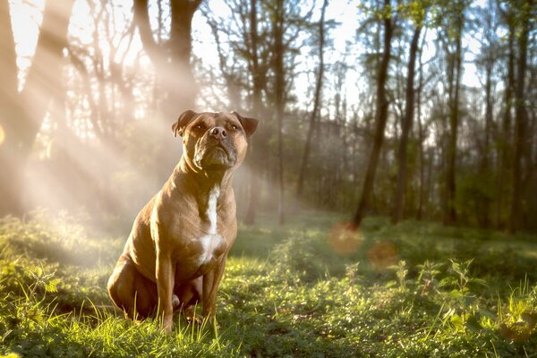 A bored friend at dawn