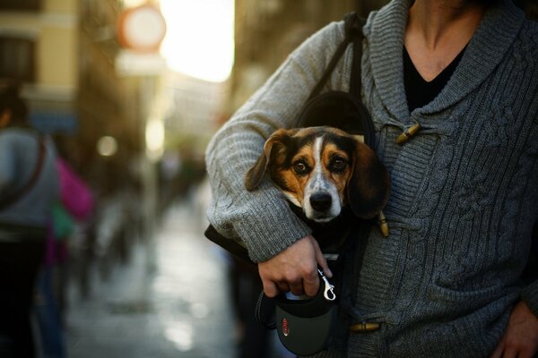Dog in a bag with the owner on the street
