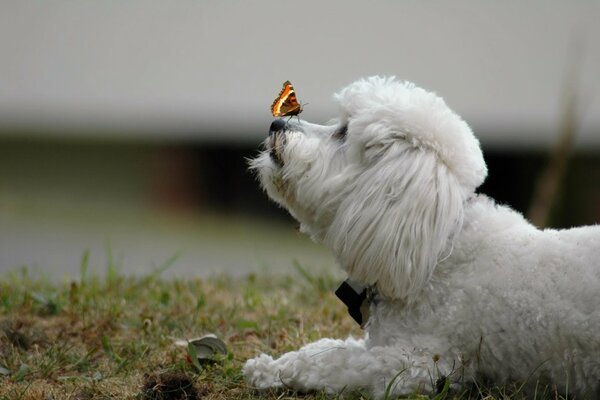 Una mariposa se sentó en la nariz de un perro