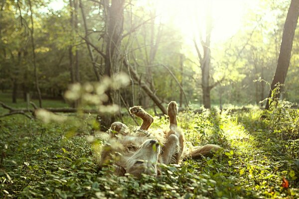 Cane al sole del mattino