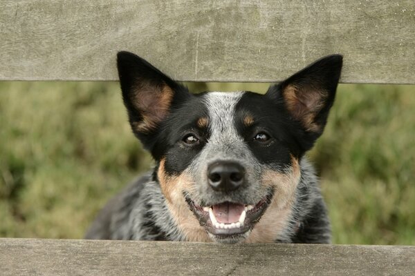 Beautiful is the look of a dog through the fence