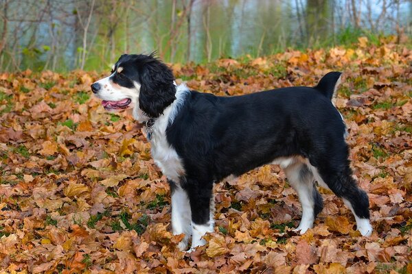Passeggiata autunnale mattutina in un luogo pittoresco