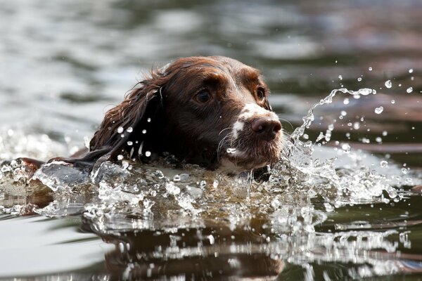 Il cane nuota nell acqua