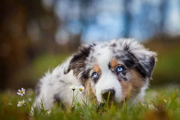 Chien couché dans des marguerites