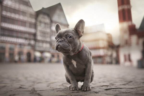 A bulldog sits on the sidewalk in the city