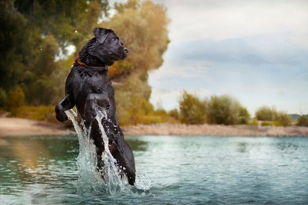 Chien sautant hors de l eau