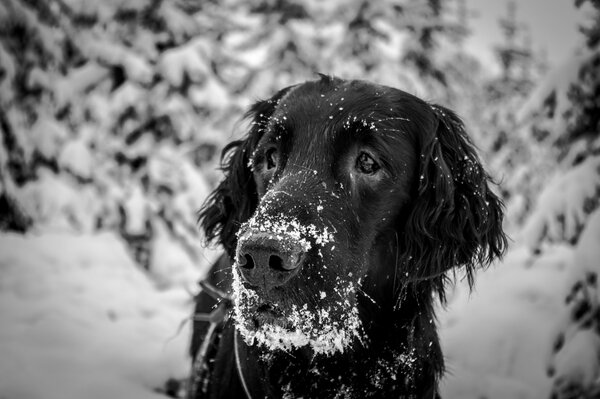 Cane nero nella foresta invernale