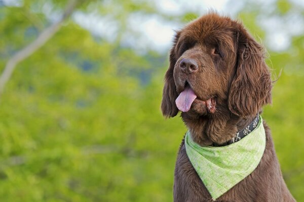 Chien brun avec un foulard sur le cou et la langue tirée sur le fond de la nature