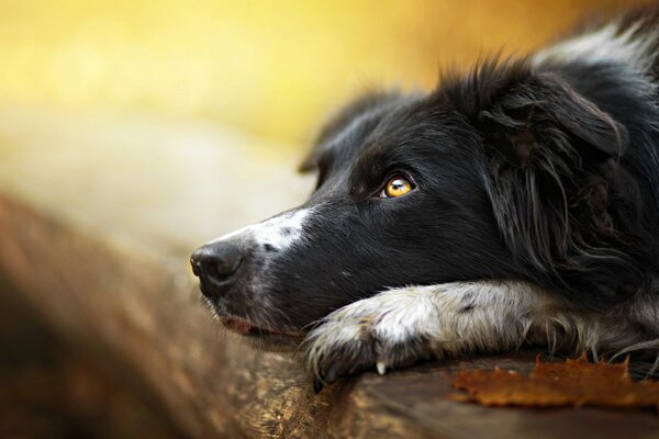 A dog whose gaze is directed upwards