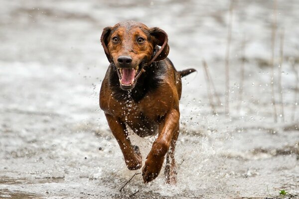 Amigo del hombre corriendo por un charco