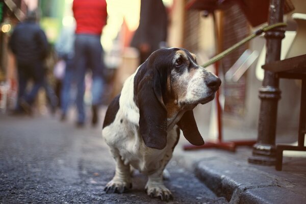 Der Hund auf der Straße schaut zur Seite