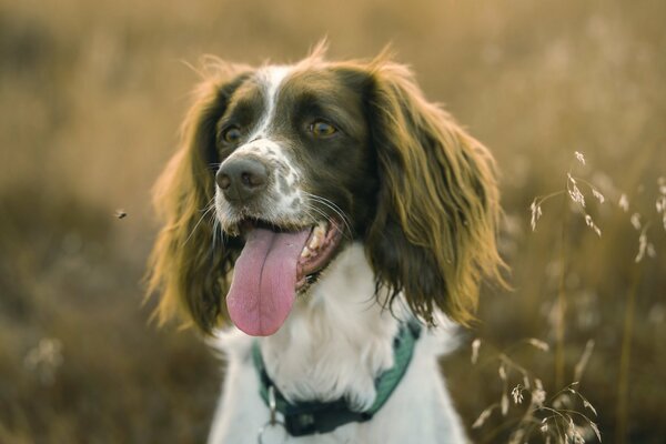 El perro es el mejor amigo del hombre