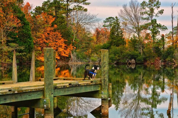 Little pesel admires the autumn lake