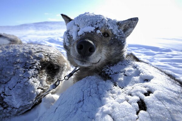 Perro del Norte en una llanura cubierta de nieve bajo la nieve