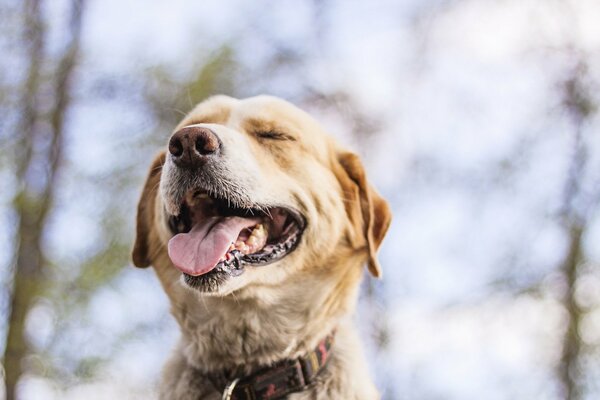 The muzzle of a contented dog on a blurry background