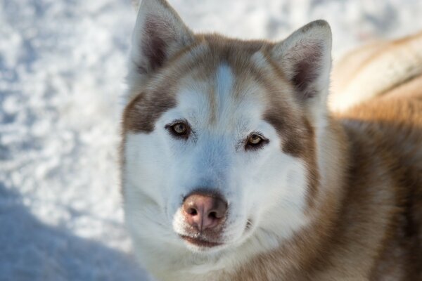 Husky dai Capelli rossi sulla neve