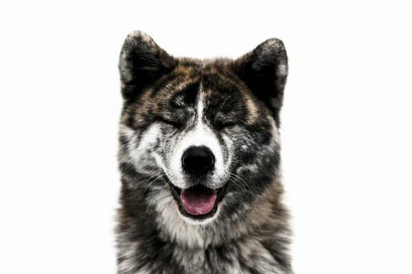 Die Schnauze eines Akita-Inu-Hundes