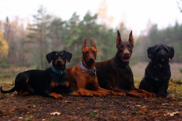 Différents types de races de chiens dans la nature