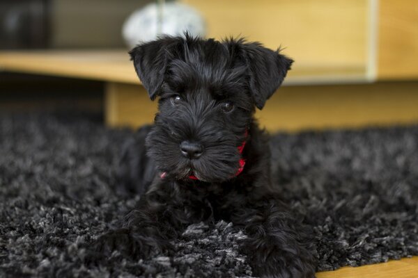 A black dog on a black carpet