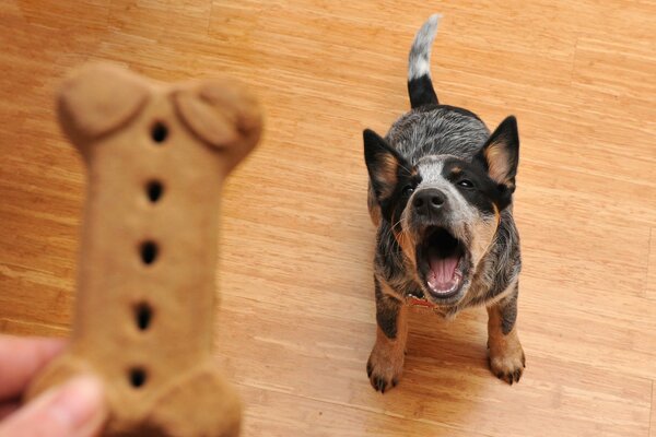 Food for a dog friend