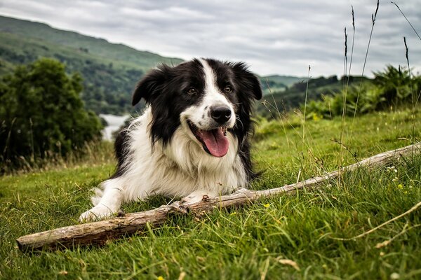 Le chien joue avec un bâton. chien jouant dans la Prairie