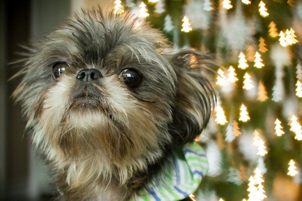 The fluffy muzzle of a small dog