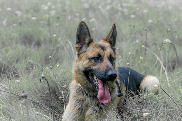 Pastor alemán. el perro descansa en el campo