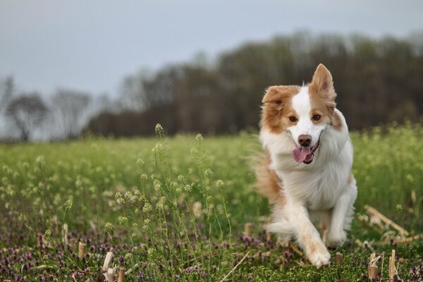 Le chien court joyeusement sur le terrain
