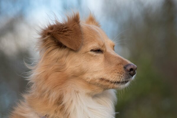 The breeze, the dog looks into the distance