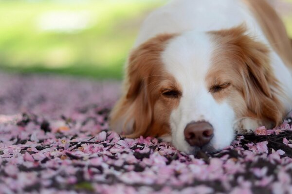 The dog is lying on the street and sleeping does not want anyone to pay attention to
