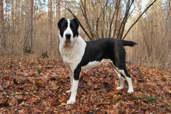 Alabai in the autumn forest