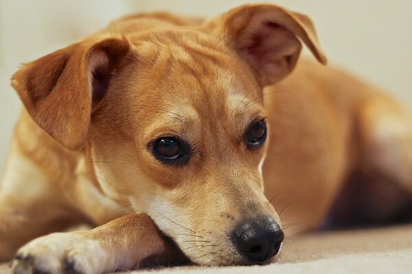A red-haired smooth-haired dog lies