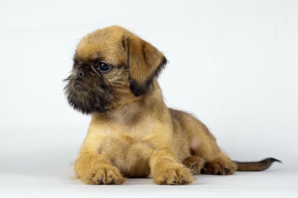 La mirada seria de un pequeño cachorro