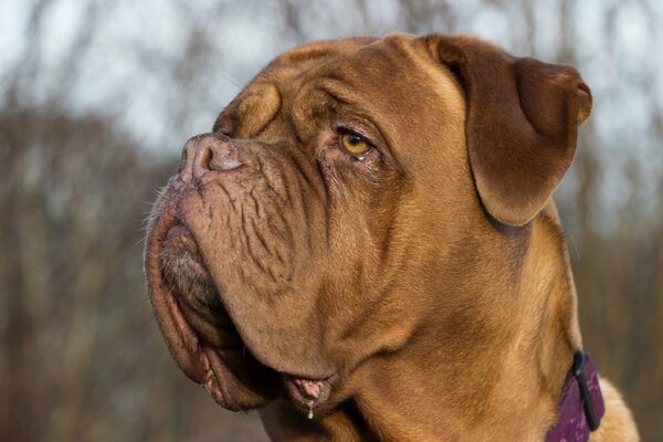 A dog with a thoughtful look and an intelligent muzzle