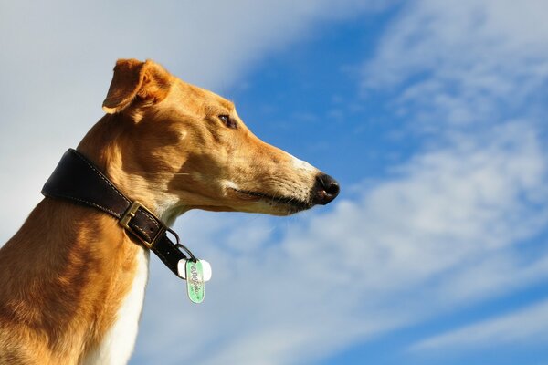 Chien en colliers sur fond de ciel