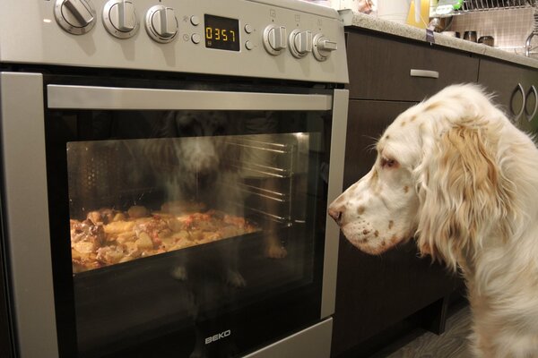 El setter Inglés vigila el pollo en el horno