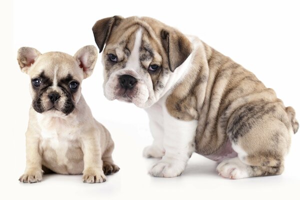 Bulldogs dog and puppy