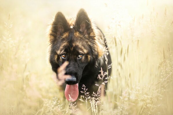 Bel cane in un campo di segale