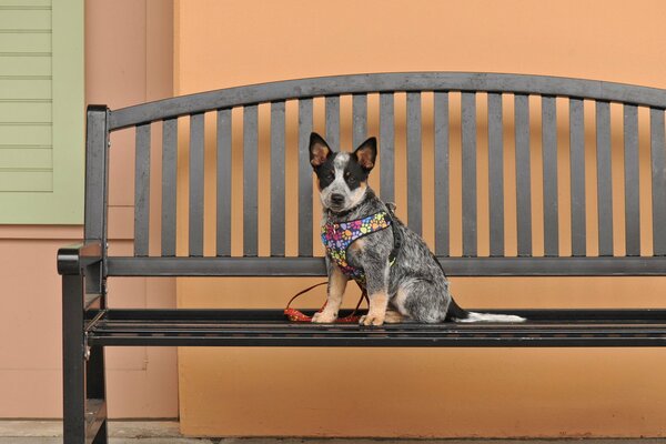Chien dans un harnais de couleur sur un banc