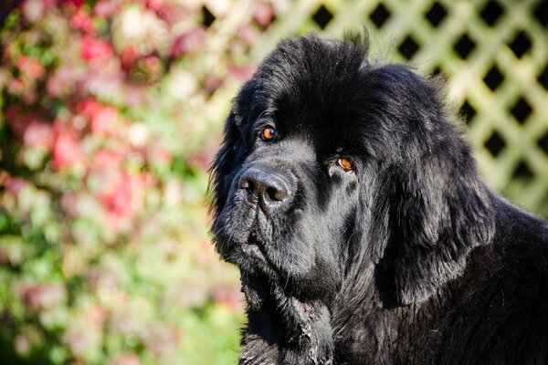 Hund Neufundland schaut in die Sonne