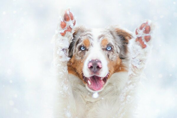 Zampa di Cane Inverno divertimento nella neve