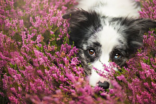 Netter Hund in rosa Farben
