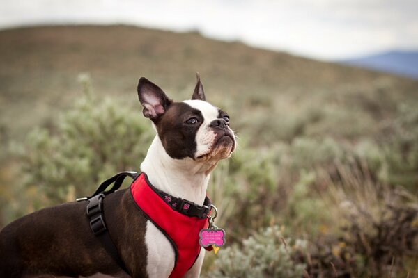 The thoughtful look of a faithful friend